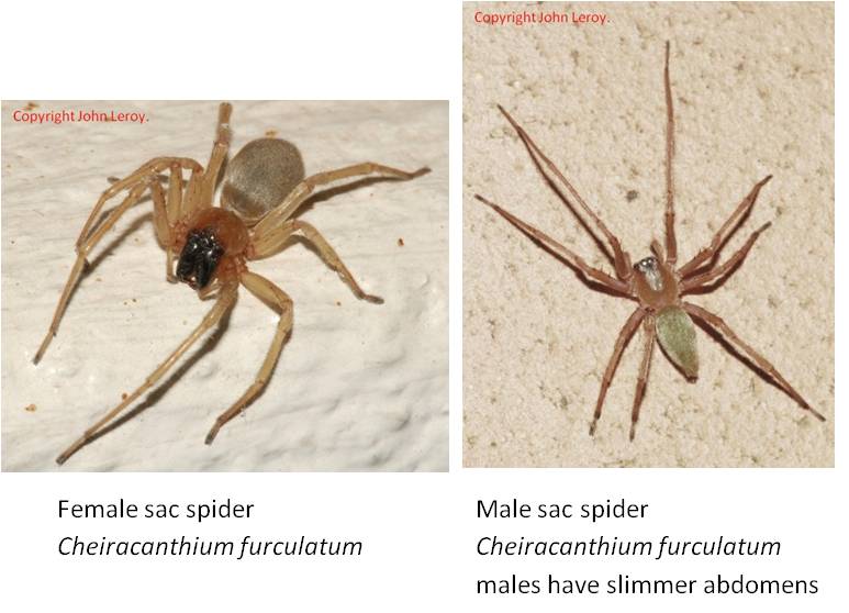 Part 4 - SAC SPIDERS MAY BE OFF THE HOOK!